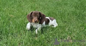 Фото №3. miniature dachshund puppies for sale.  Германия