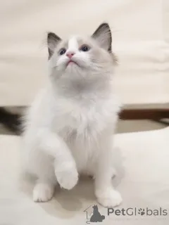 Фото №2 к объявлению №155915 о продаже рэгдолл - купить в Германии заводчик