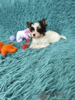 Фото №4. Продажа бивер-йоркширского терьера в Тбилиси частное объявление, из питомника, заводчик - цена договорная