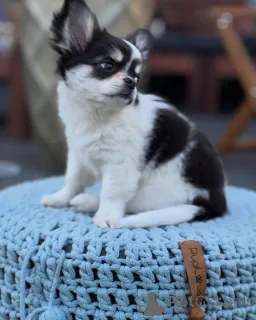 Фото №1. чихуахуа - купить в Плохой Кройзнек за договорная. Объявление №152581