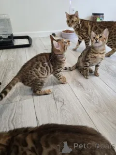 Фото №1. бенгальская - купить в Хельсинки за 23192₽. Объявление №154762