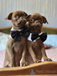 Фото №1. брюссельский гриффон - купить в Сомбор за 139151₽. Объявление №148226