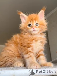 Фото №1. мейн-кун - купить в 's-Hertogenbosch за 51022₽. Объявление №157771