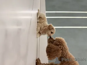 Фото №1. мальтипу - купить в Харькове за 73336₽. Объявление №146977