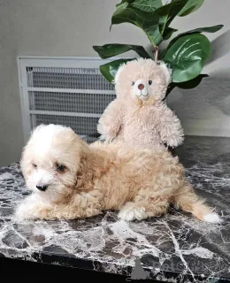 Фото №3. Игривые и сладкие щенки со мальтипу.  Германия