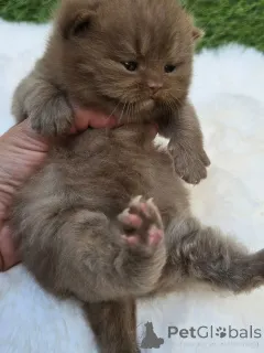 Фото №3. Готовы к усыновлению и переселению, свяжитесь с WhatsApp Business по телефону. Германия