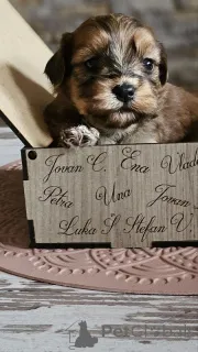 Дополнительные фото: Гаванский бизон