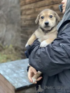 Дополнительные фото: Очаровательные малышки - сестрёнки ищут дом!