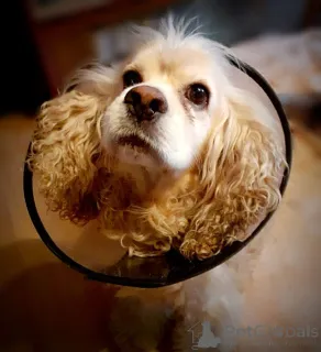 Фото №4. Продажа американского кокер-спаниеля в Москве реке частное объявление - цена Бесплатно