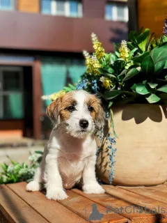 Дополнительные фото: Щенок Джек Рассел Терьер от Чемпионов c родословной