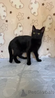 Дополнительные фото: Славный котик Мистик