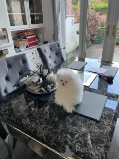 Фото №2 к объявлению №166624 о продаже померанского шпица - купить в Германии частное объявление