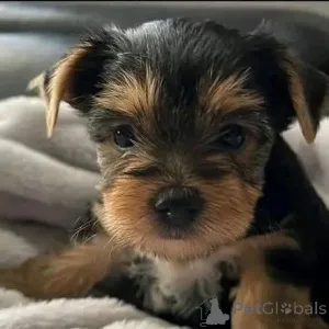 Фото №1. йоркширский терьер - купить в Берлине за 51022₽. Объявление №165398