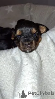 Дополнительные фото: Миниатюрные Йорки.