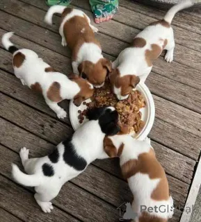 Фото №1. джек-рассел-терьер - купить в Hessisch Lichtenau за договорная. Объявление №162386