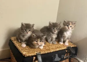 Фото №1. мейн-кун - купить в Хельсинки за 83490₽. Объявление №160420