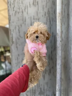 Дополнительные фото: Мальтипу