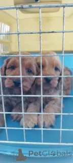 Фото №2 к объявлению №139808 о продаже беспородную - купить в Сербии заводчик