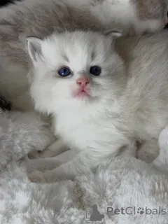 Фото №3. Игривый дух, любящее сердце Финна идеальное сочетание веселья и привязанности.. Нидерланды