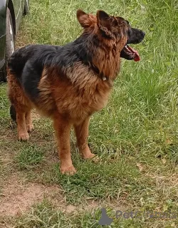 Фото №1. беспородная - купить в Kladno за 13915₽. Объявление №141324