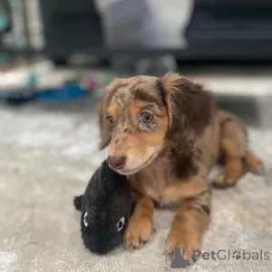 Фото №1. такса - купить в Вроцлав за договорная. Объявление №163177