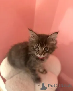 Дополнительные фото: Мейн-кун-Кэтчен