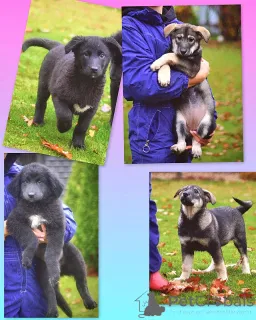 Фото №2 к объявлению №158292 о продаже беспородную - купить в России частное объявление