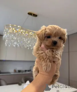 Фото №3. Щенки мальтипу с идеальным сочетанием привлекательности и обаяния.  Германия