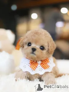 Фото №1. пудель (той) - купить в Каролина Бич за договорная. Объявление №154337