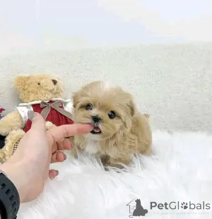 Фото №1. мальтипу - купить в Хельсинки за 41745₽. Объявление №161015