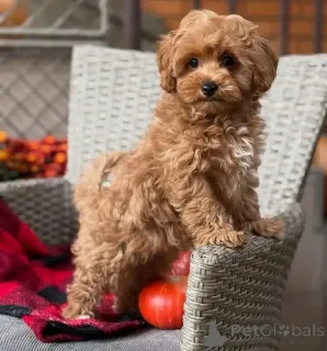 Фото №1. мальтипу - купить в Бремен за договорная. Объявление №163592