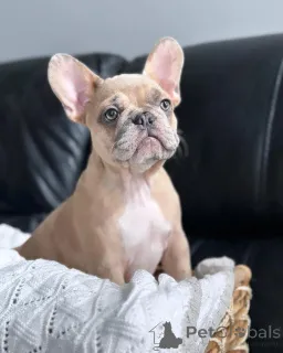 Фото №3. Очаровательный щенок доступен для усыновления.  Германия