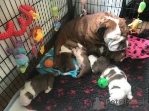 Дополнительные фото: Щенки английского бульдога