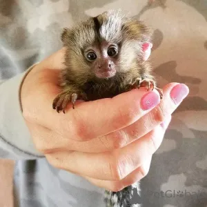 Фото №1.  - купить в Постоянный за договорная. Объявление №161743