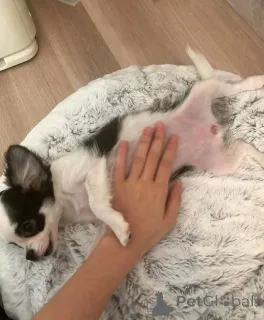 Фото №1. чихуахуа - купить в Огайо за договорная. Объявление №162958