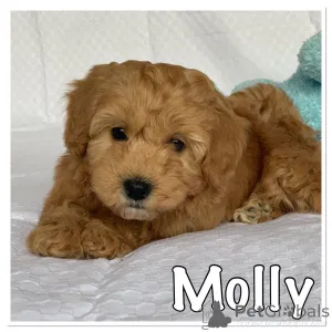 Фото №2 к объявлению №167506 о продаже гаванского бишона - купить в Дании частное объявление, заводчик