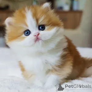 Фото №1. британская длинношёрстная - купить в Берне за договорная. Объявление №160245