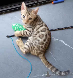 Дополнительные фото: Бенгальский котенок