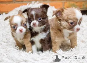 Фото №1. чихуахуа - купить в Франкфурт за договорная. Объявление №164709