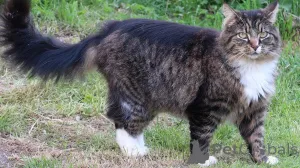 Фото №1. норвежская лесная - купить в Deggendorf за 41745₽. Объявление №162086