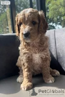 Дополнительные фото: Очаровательные миниатюрные щенки Goldendoodle готовы к работе сегодня. Текст