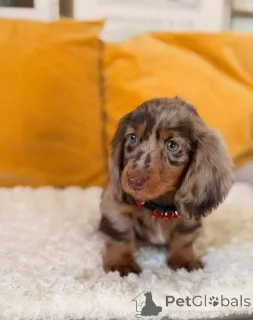 Фото №1. такса - купить в Bad Münstereifel за 70996₽. Объявление №167009