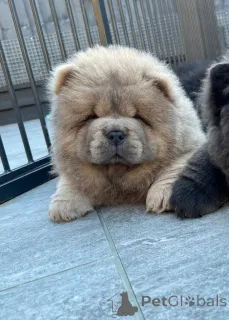 Дополнительные фото: Красивые щенки чау-чау