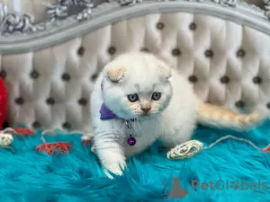 Дополнительные фото: Kauniita Scottish fold kissanpentuja