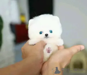 Фото №3. Toilet trained vet Checked pomeranian.  Бельгия