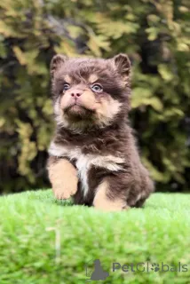 Фото №1. французский бульдог - купить в Белграде за договорная. Объявление №138839