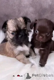 Фото №1. чихуахуа - купить в Саарбрюккен за договорная. Объявление №152878