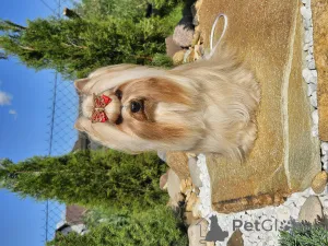 Фото №1. йоркширский терьер - купить в Минске за договорная. Объявление №147252