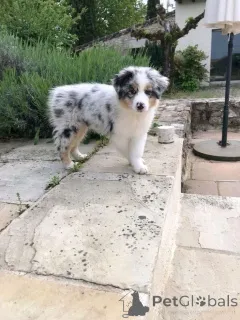 Фото №1. анатолийская овчарка - купить в Таллине за 69575₽. Объявление №161354