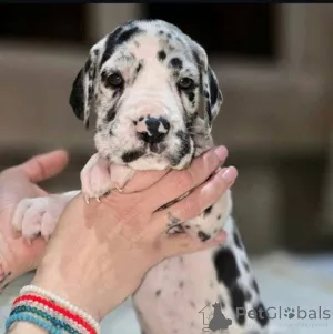 Дополнительные фото: Дойче Догге Вельпен